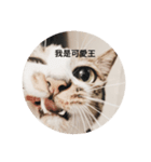 Hana’s cute cute cat life（個別スタンプ：2）