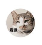 Hana’s cute cute cat life（個別スタンプ：5）