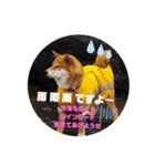 たのしい りき君 8（個別スタンプ：3）