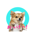 ポメラニアン×チワワのくーちゃん【日常】（個別スタンプ：1）
