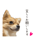 ポメラニアン×チワワのくーちゃん【日常】（個別スタンプ：5）