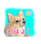 ポメラニアン×チワワのくーちゃん【日常】（個別スタンプ：7）