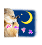 ポメラニアン×チワワのくーちゃん【日常】（個別スタンプ：8）