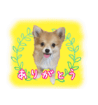 ポメラニアン×チワワのくーちゃん【日常】（個別スタンプ：9）
