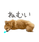 ポメラニアン×チワワのくーちゃん【日常】（個別スタンプ：11）