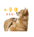 ポメラニアン×チワワのくーちゃん【日常】（個別スタンプ：12）