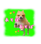 ポメラニアン×チワワのくーちゃん【日常】（個別スタンプ：13）