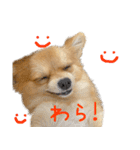 ポメラニアン×チワワのくーちゃん【日常】（個別スタンプ：15）