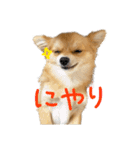 ポメラニアン×チワワのくーちゃん【日常】（個別スタンプ：18）