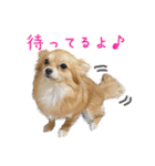 ポメラニアン×チワワのくーちゃん【日常】（個別スタンプ：19）