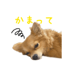 ポメラニアン×チワワのくーちゃん【日常】（個別スタンプ：20）
