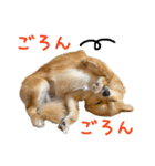 ポメラニアン×チワワのくーちゃん【日常】（個別スタンプ：21）