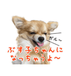 ポメラニアン×チワワのくーちゃん【日常】（個別スタンプ：24）