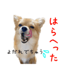 ポメラニアン×チワワのくーちゃん【日常】（個別スタンプ：32）