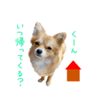 ポメラニアン×チワワのくーちゃん【日常】（個別スタンプ：35）