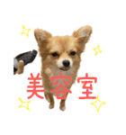 ポメラニアン×チワワのくーちゃん【日常】（個別スタンプ：37）