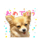 ポメラニアン×チワワのくーちゃん【日常】（個別スタンプ：38）