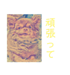 チワワのイヴ君＆エンジェルちゃん（個別スタンプ：26）