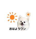 ポメポメポメまるの日常2（個別スタンプ：1）