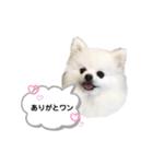 ポメポメポメまるの日常2（個別スタンプ：3）