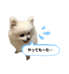 ポメポメポメまるの日常2（個別スタンプ：5）