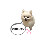 ポメポメポメまるの日常2（個別スタンプ：6）