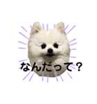 ポメポメポメまるの日常2（個別スタンプ：7）