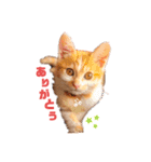 こむぎ〜☆★（個別スタンプ：1）