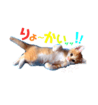 こむぎ〜☆★（個別スタンプ：3）