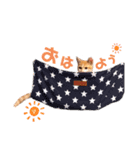こむぎ〜☆★（個別スタンプ：6）