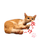 こむぎ〜☆★（個別スタンプ：7）