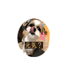 Stupid dog Cheese（個別スタンプ：1）