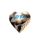 Stupid dog Cheese（個別スタンプ：2）