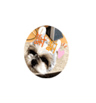 Stupid dog Cheese（個別スタンプ：3）