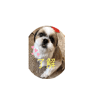 Stupid dog Cheese（個別スタンプ：6）