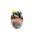 Stupid dog Cheese（個別スタンプ：7）