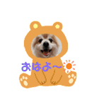 ポメラニアン☆クマタン（個別スタンプ：1）