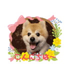 ポメラニアン☆クマタン（個別スタンプ：2）