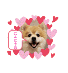 ポメラニアン☆クマタン（個別スタンプ：3）