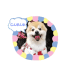 ポメラニアン☆クマタン（個別スタンプ：4）