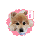 ポメラニアン☆クマタン（個別スタンプ：8）