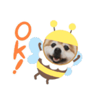 ポメラニアン☆クマタン（個別スタンプ：12）