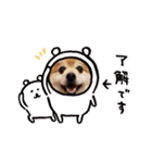 ポメラニアン☆クマタン（個別スタンプ：13）