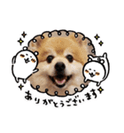 ポメラニアン☆クマタン（個別スタンプ：18）