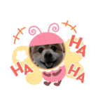 ポメラニアン☆クマタン（個別スタンプ：21）