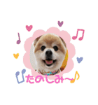 ポメラニアン☆クマタン（個別スタンプ：23）
