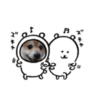 ポメラニアン☆クマタン（個別スタンプ：24）