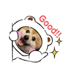 ポメラニアン☆クマタン（個別スタンプ：33）