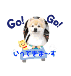 ポメラニアン☆クマタン（個別スタンプ：37）