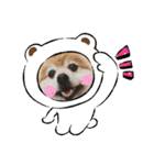 ポメラニアン☆クマタン（個別スタンプ：40）